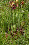 Purple pitcherplant